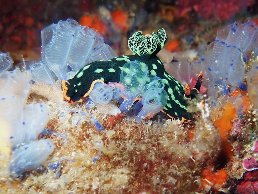 nudi