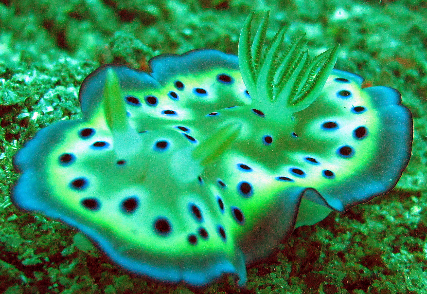 Nudi