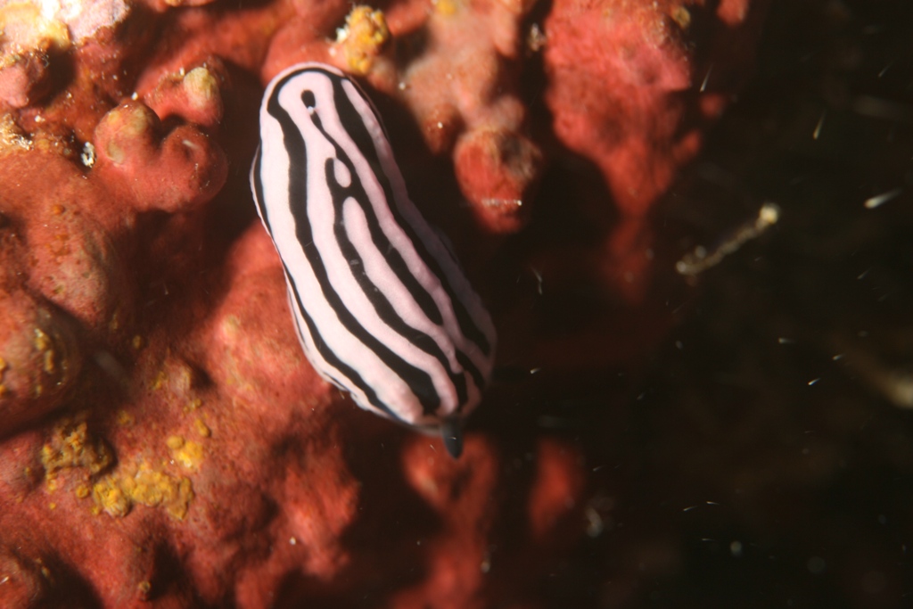 Nudi