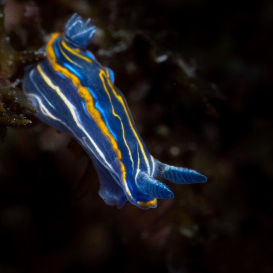 Nudi