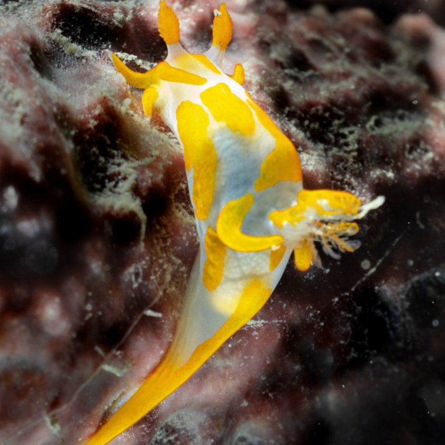 Nudi