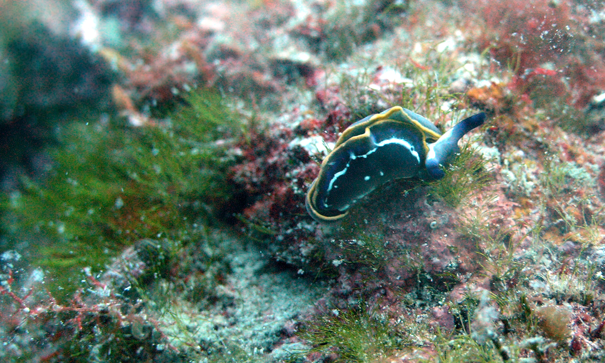 nudi