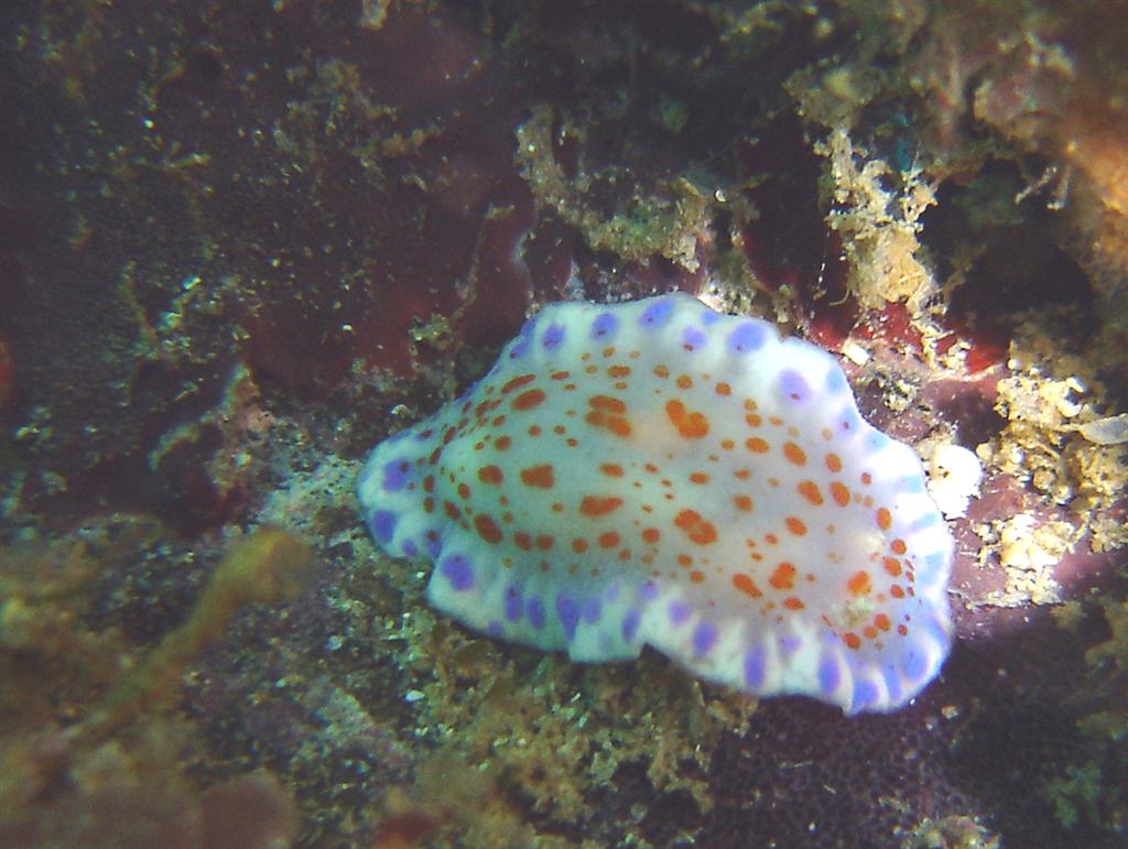 Nudi