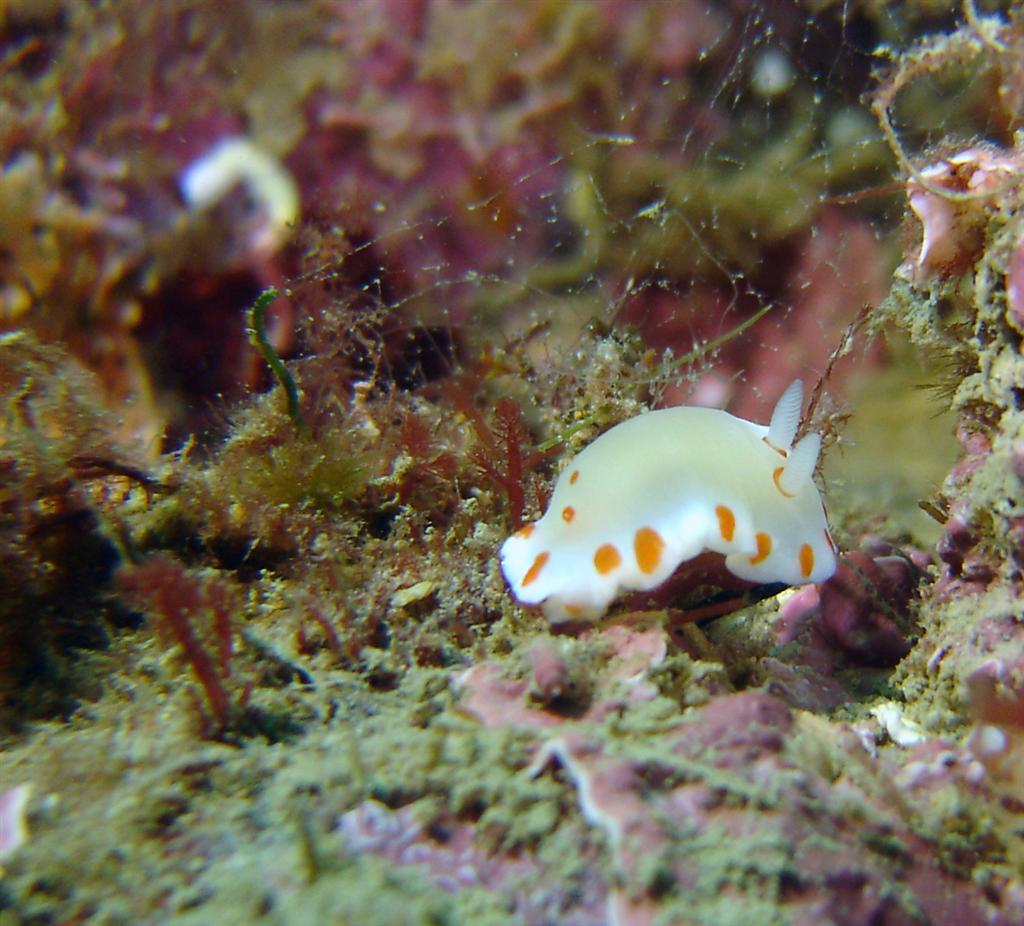 Nudi,