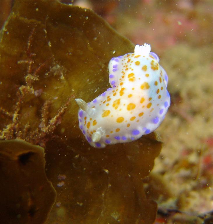 .Nudi.