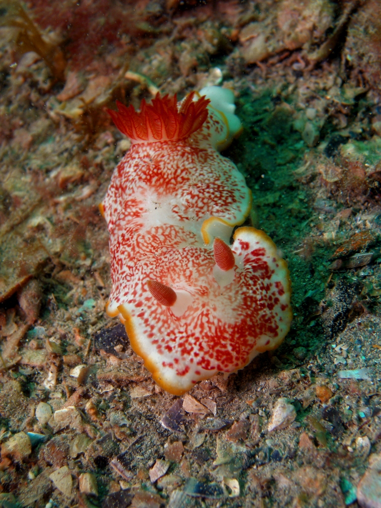 nudi