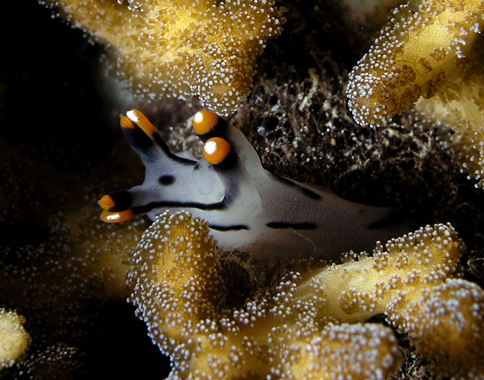 Nudi