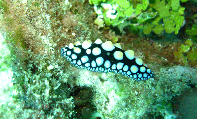 nudi