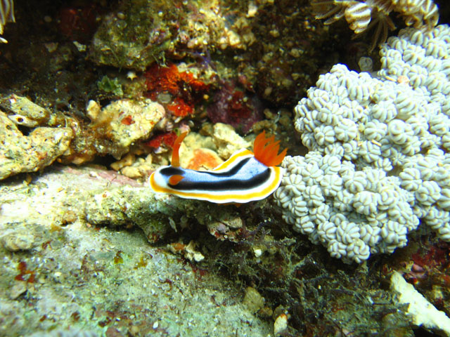 nudi