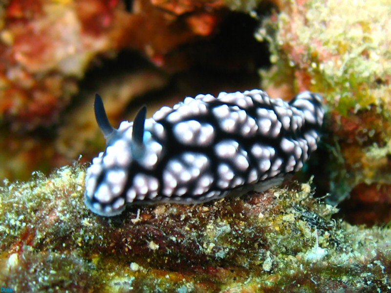 Nudi !