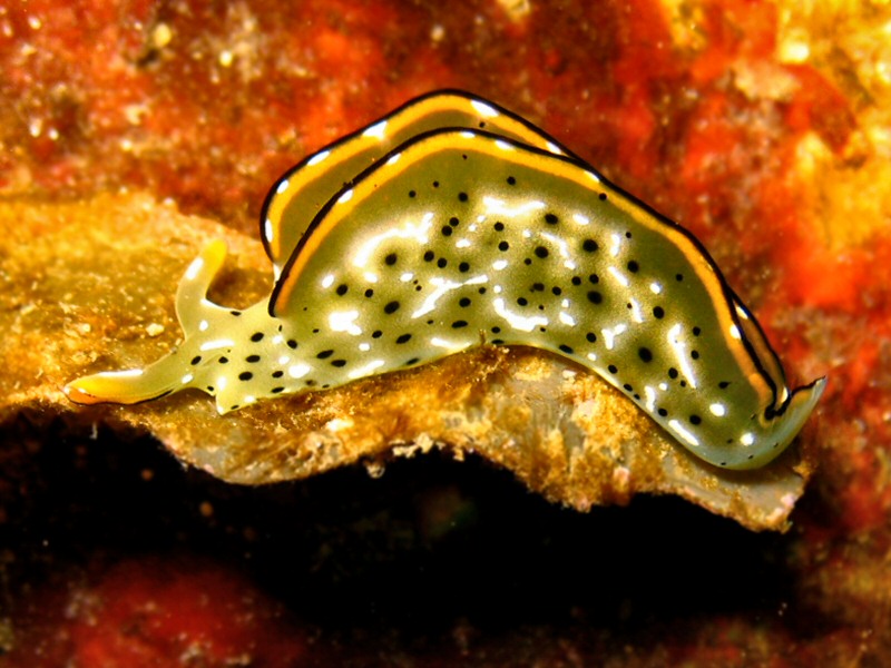 Nudi