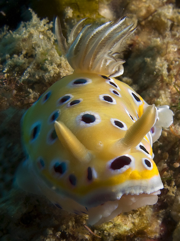 Nudi