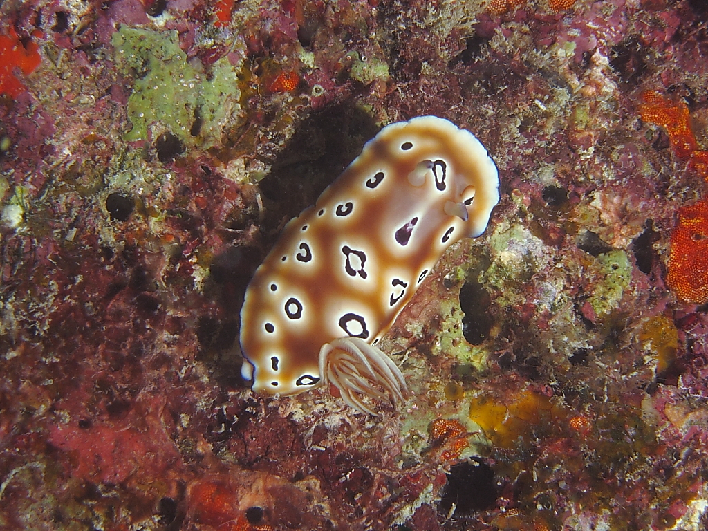 nudi041