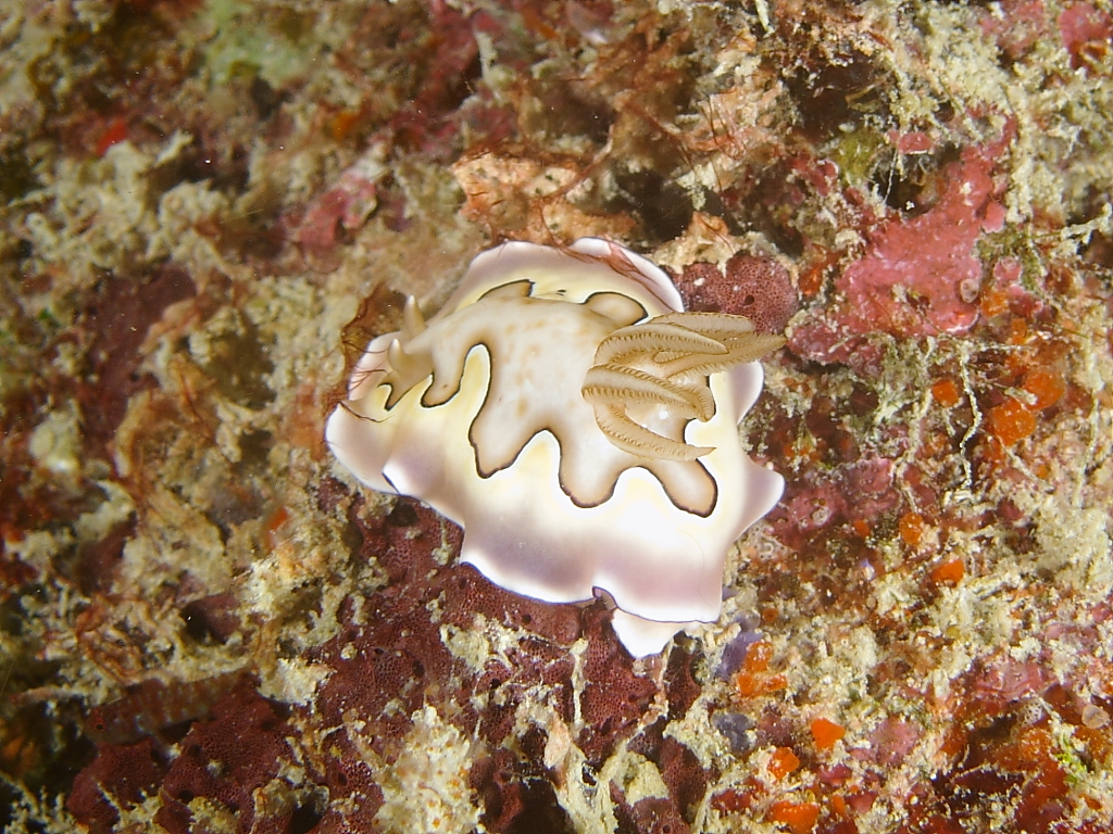 nudi08