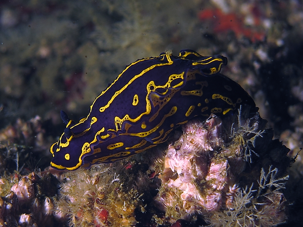 nudi1001