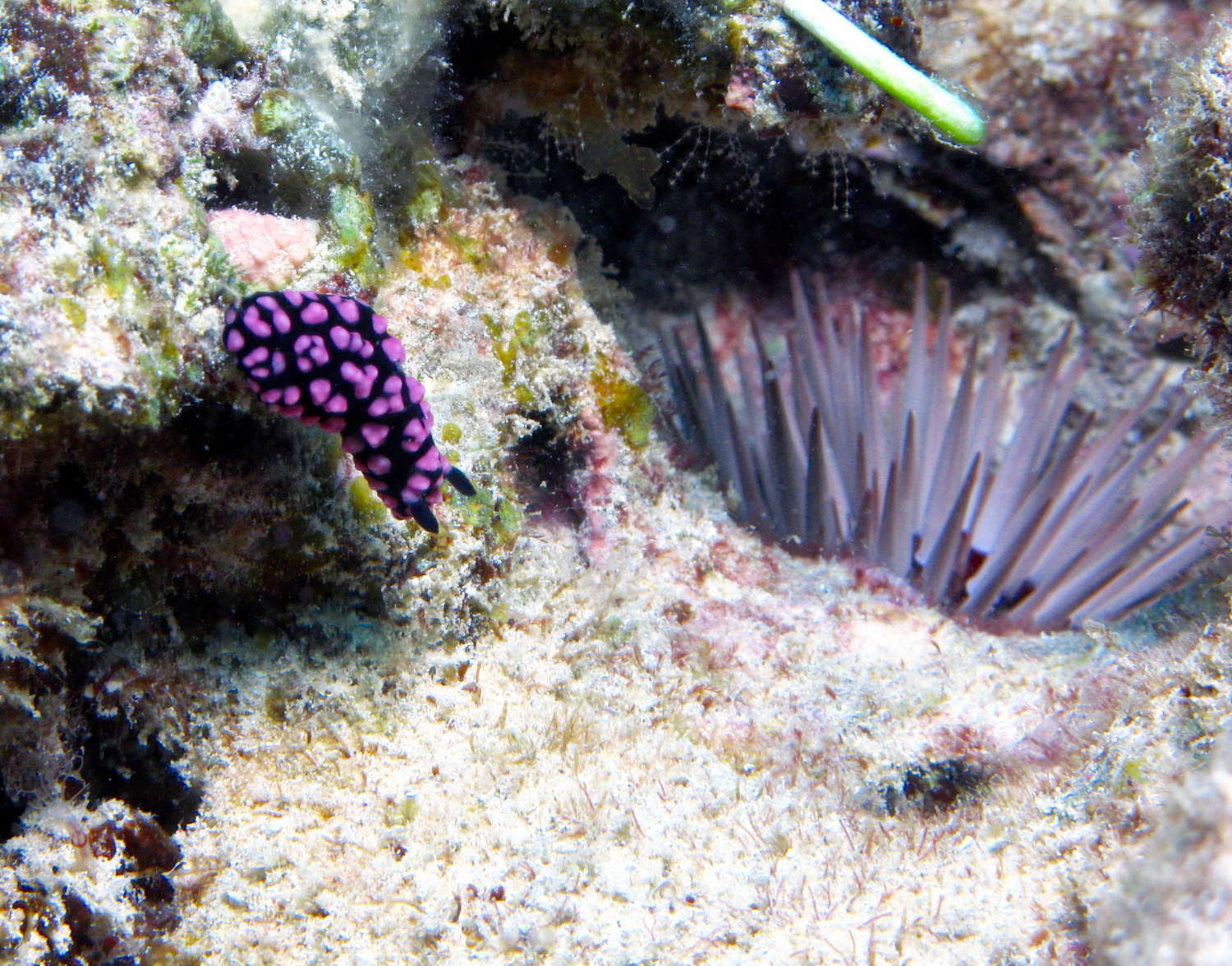 nudi113