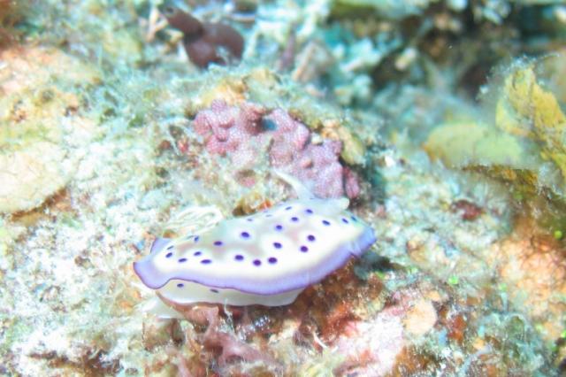 NUDI12