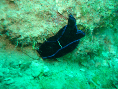 nudi2