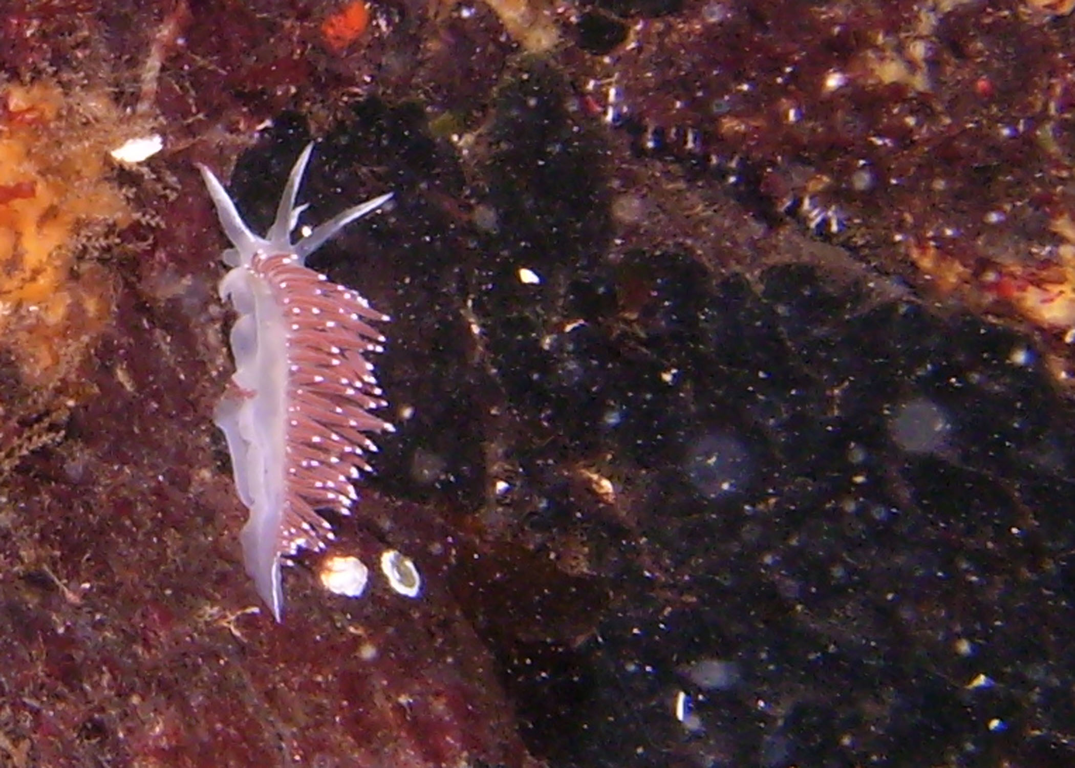 Nudi25