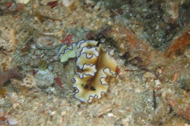 NUDI31