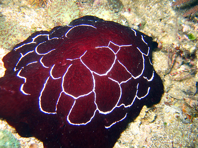 nudi4