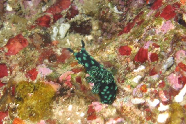 NUDI41