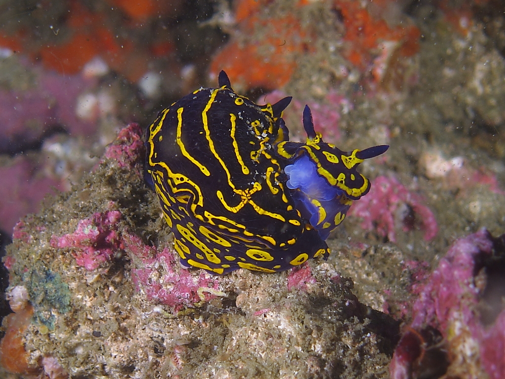 nudi701