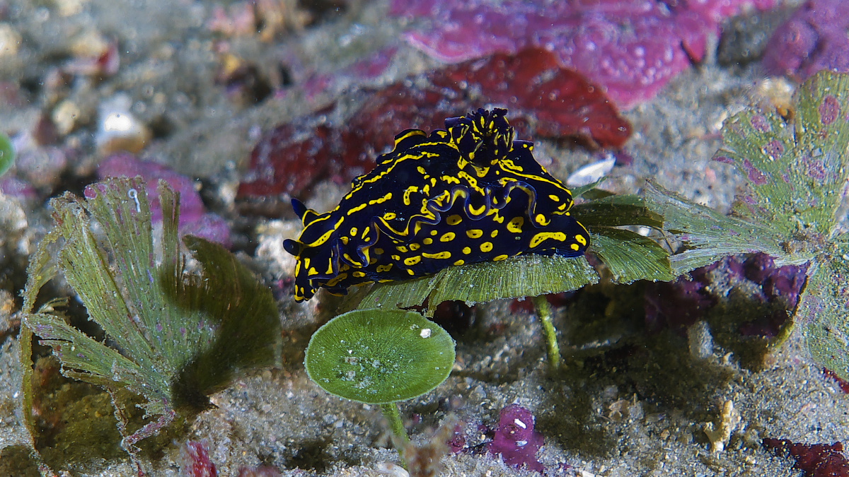 nudi_2011_06_21