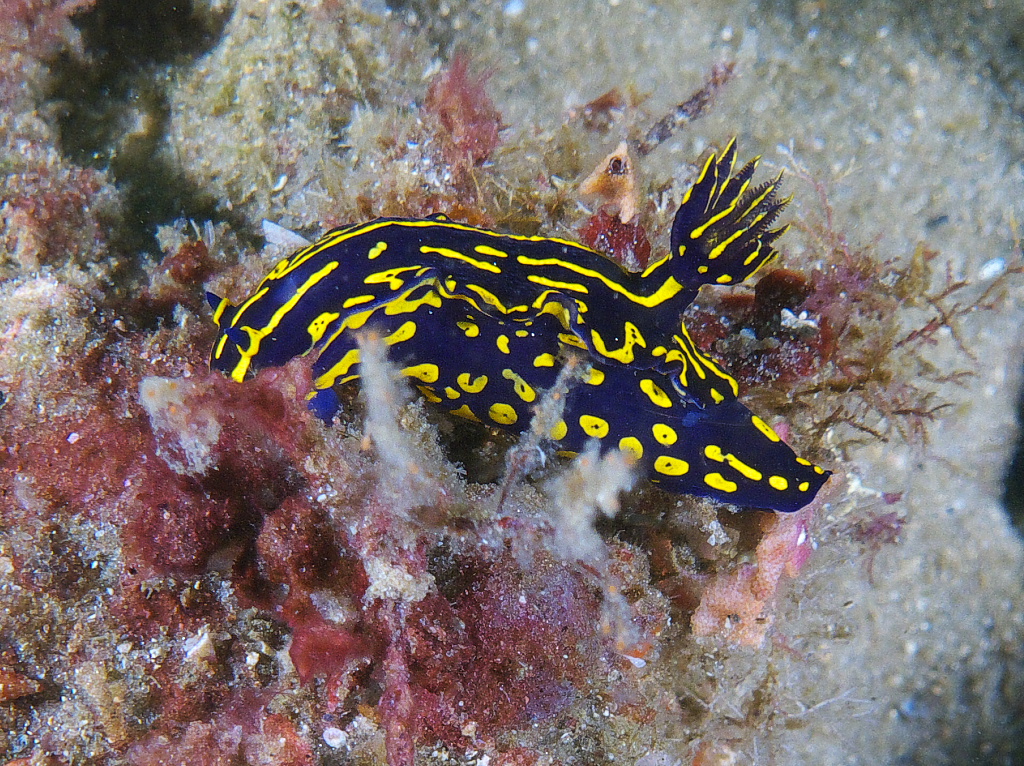 nudi_2011_06_71