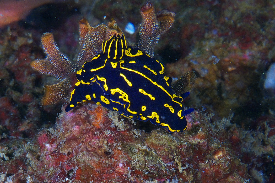 nudi_2011_07_30