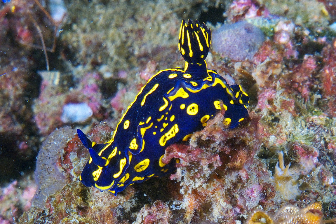 nudi_2011_07_31