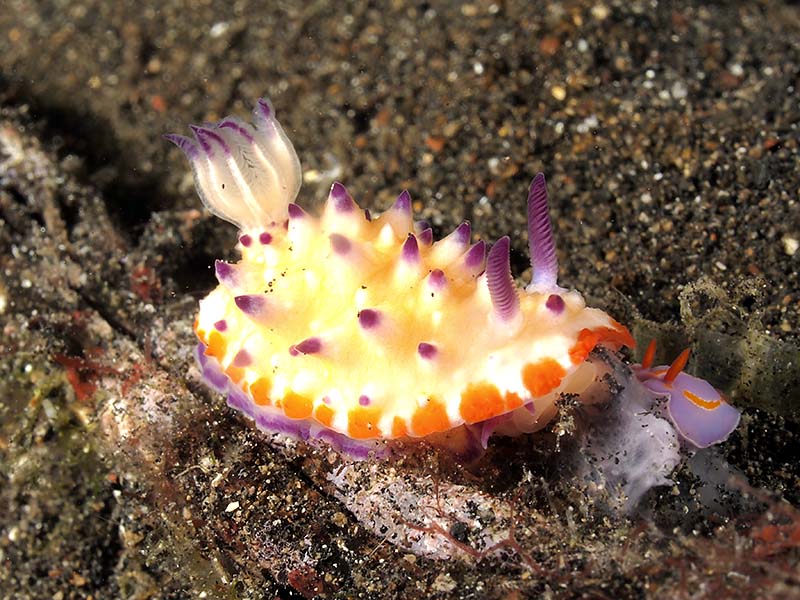 nudi_2_35mm