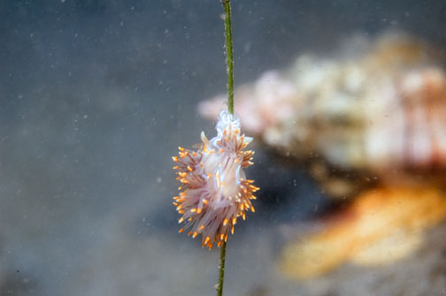 nudi_6