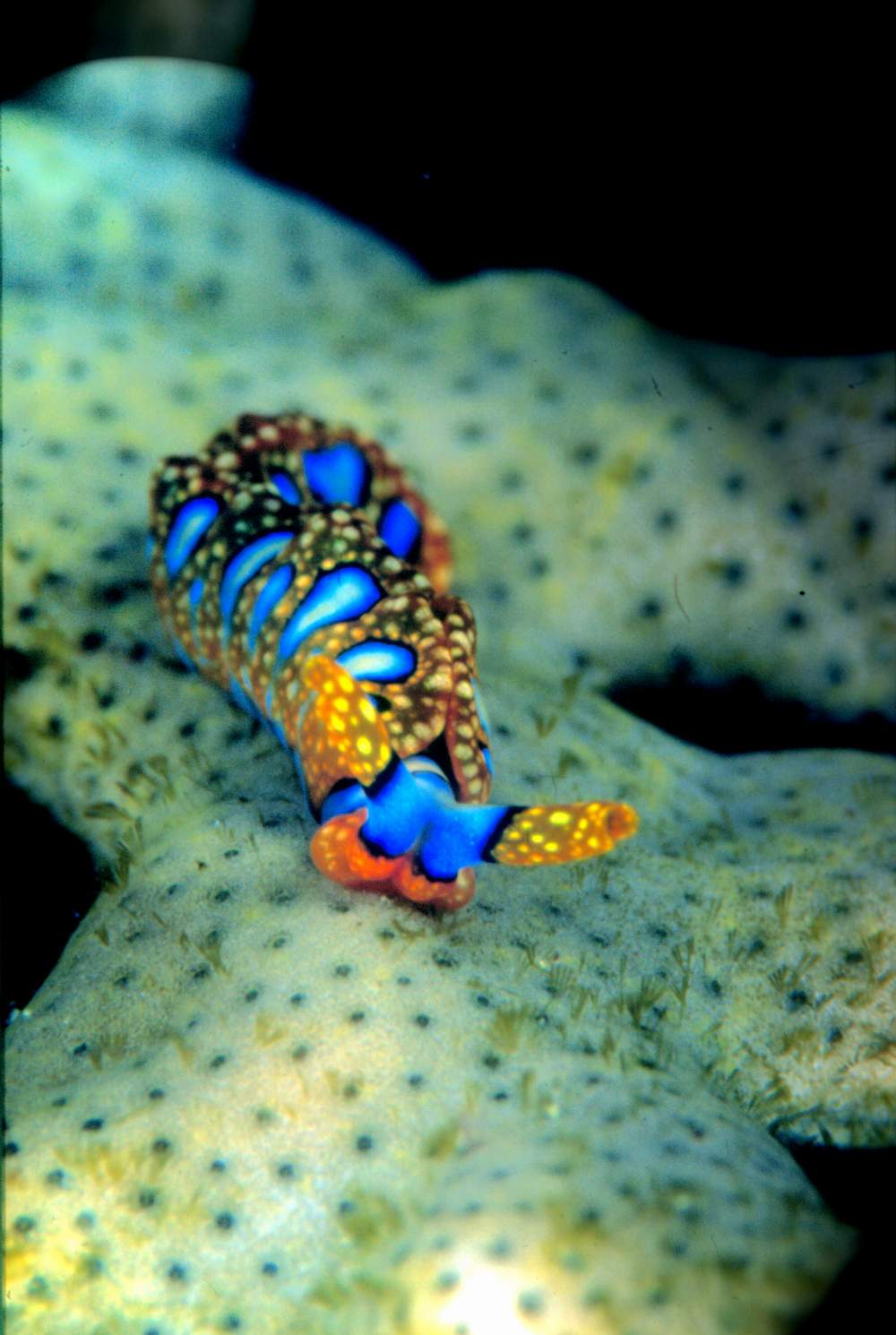 nudi_blue_yellow