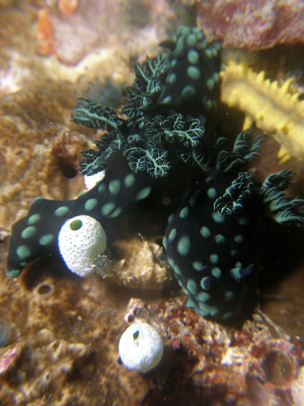 nudi_cristata_5