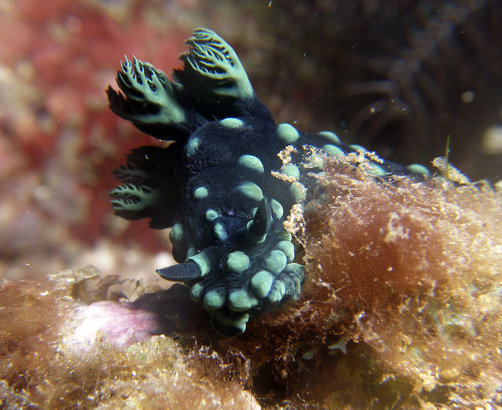 nudi_cristata_7