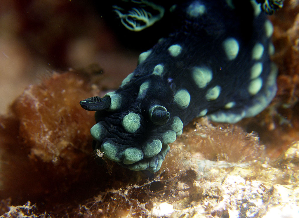 nudi_cristata_8