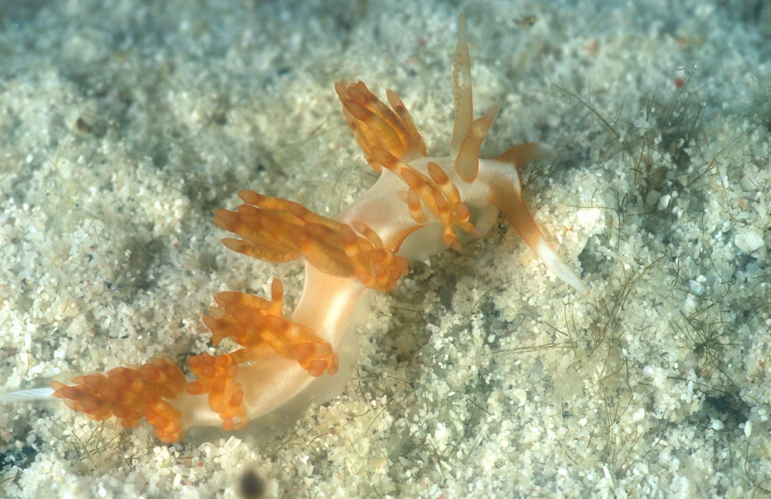 nudi_Flabellina_bilas_Decoration_Nudibranch_01