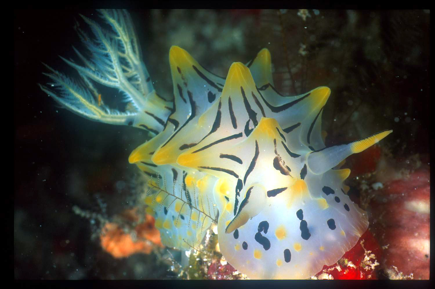 nudi_Halgerda_iota_Nudibranch_01