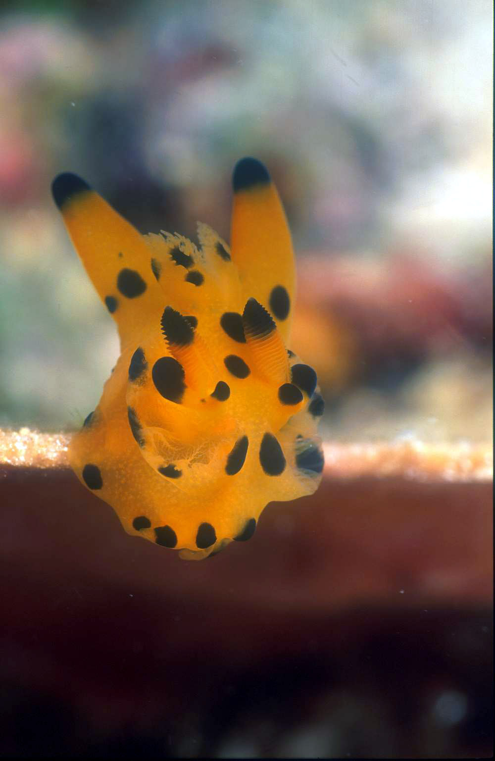 nudi_Picachu_Nudibranch_01