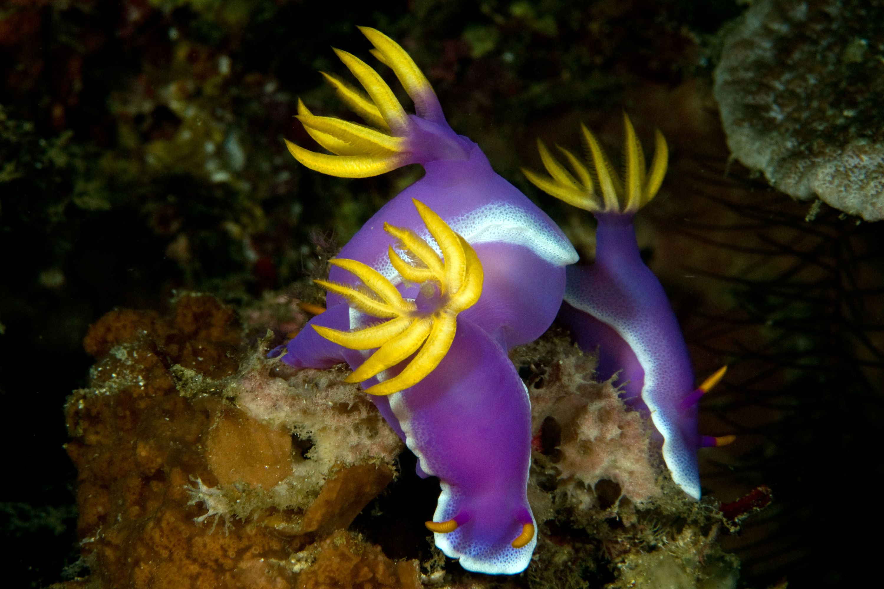 nudi_purple