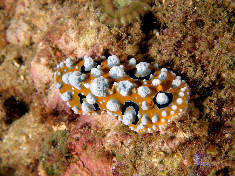 nudi_sp