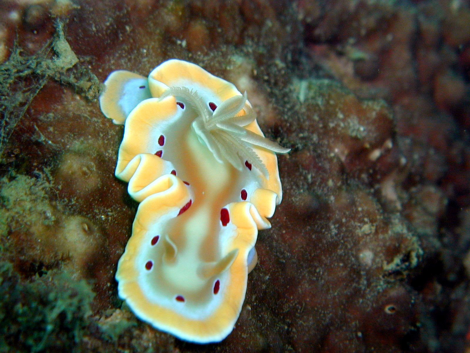 nudi_yellow