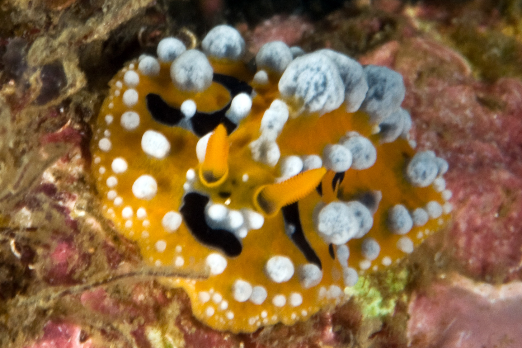 nudi_yellow1