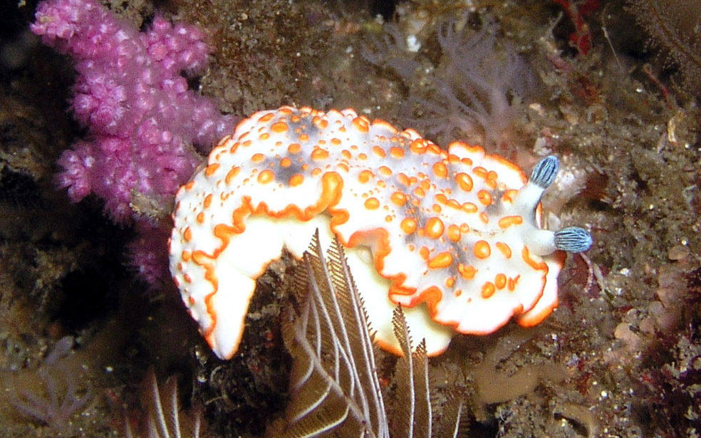 Nudibrach