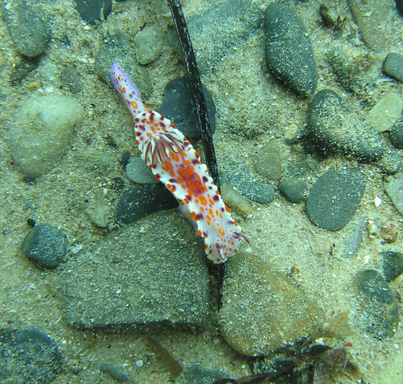 NudiBranc