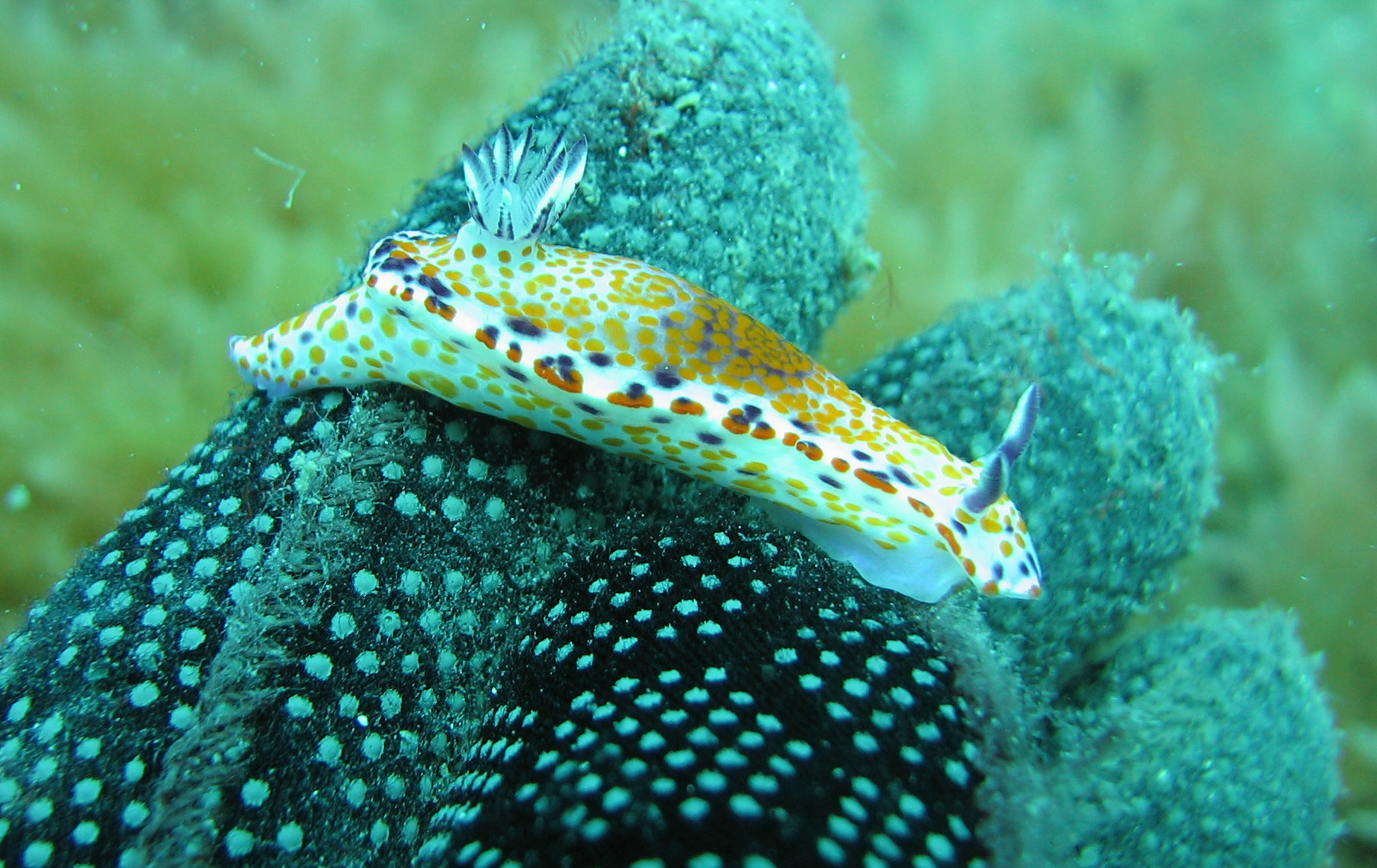 Nudibranc