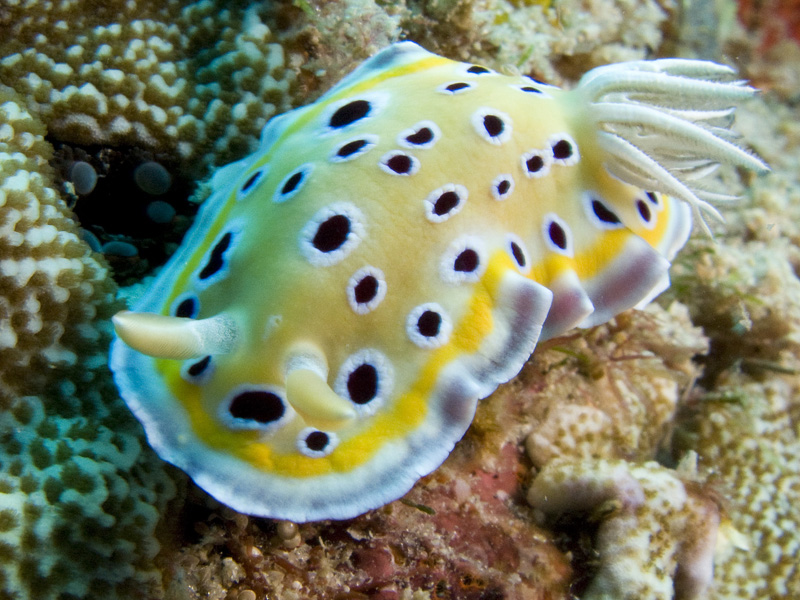 Nudibranc