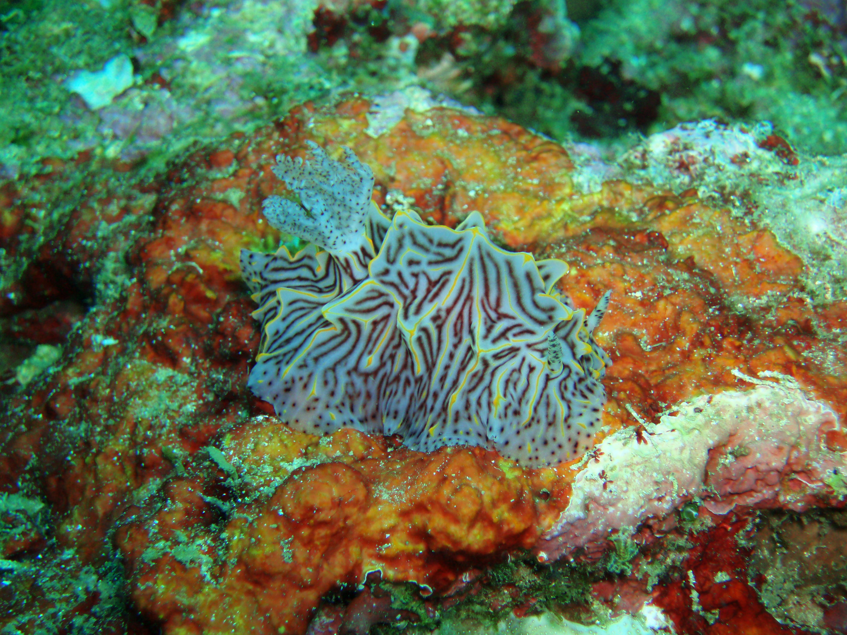 Nudibranch 1 - Bunaken