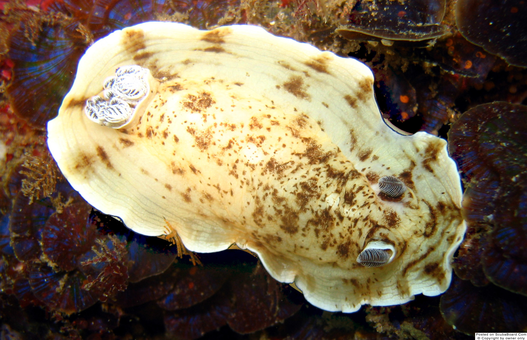 nudibranch 1